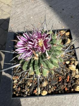 Stenocactus multicostatus